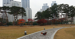 강아지사진